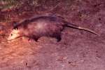 Virginia Opossum