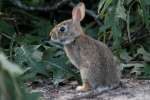 Eastern Cottontail Rabbit