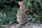 Eastern Cottontail Rabbit