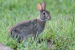 Eastern Cottontail Rabbit