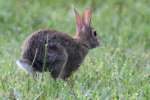 Eastern Cottontail Rabbit