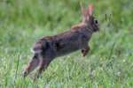 Eastern Cottontail Rabbit