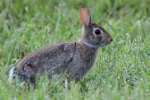 Eastern Cottontail Rabbit