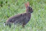 Eastern Cottontail Rabbit