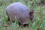 Nine-banded Armadillo