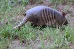 Nine-banded Armadillo