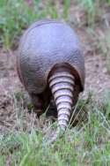 Nine-banded Armadillo