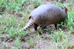 Nine-banded Armadillo