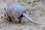 Nine-banded Armadillo