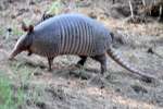 Nine-banded Armadillo