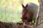 Nine-banded Armadillo