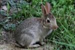 Eastern Cottontail Rabbit