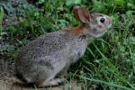 Eastern Cottontail Rabbit