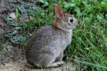 Eastern Cottontail Rabbit