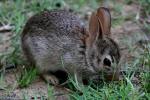 Eastern Cottontail Rabbit