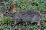 Eastern Cottontail Rabbit