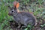 Eastern Cottontail Rabbit