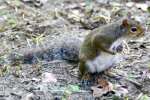 Fox Squirrel