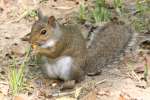 Fox Squirrel