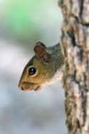 Fox Squirrel