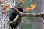 Balck Squirrel