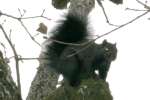 Balck Squirrel