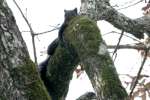 Balck Squirrel