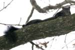 Balck Squirrel