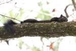 Balck Squirrel