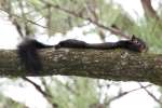 Balck Squirrel