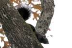 Balck Squirrel