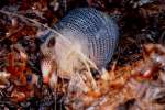 Nine-banded Armadillo