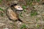 Virginia Opossum