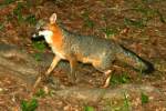 Gray Fox