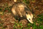 Virginia Opossum