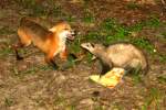 Red Fox - Virginia Opossum