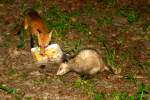 Red Fox - Virginia Opossum