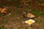 Red Fox - Virginia Opossum