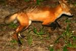 Red Fox