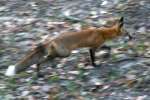 Red Fox