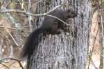 Black Squirrel