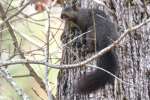 Black Squirrel