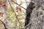 Black Squirrel