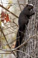 Black Squirrel