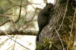 Black Squirrel