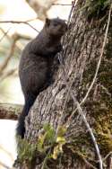 Black Squirrel