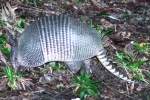 Nine-banded Armadillo