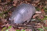 Nine-banded Armadillo