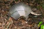 Nine-banded Armadillo