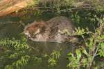 Nutria